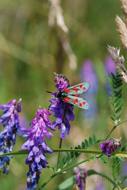 Six-spot burnet.JPG